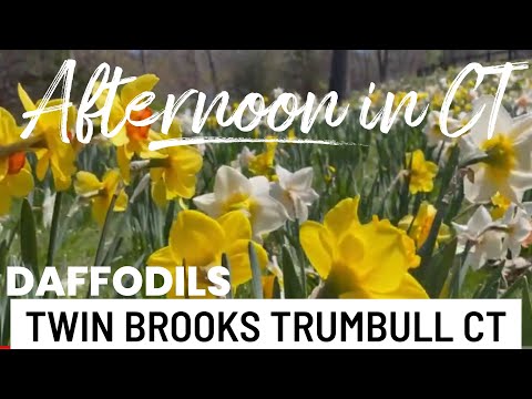 Trumbull CT twin books! Daffodil Heaven! Lunch at Matto Wine bar Shelton CT