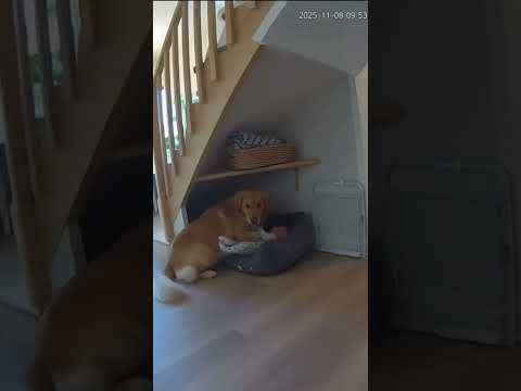 الكلب عندما شعر ب الخطر اخذ الطفل ليحميه🥹 #shorts