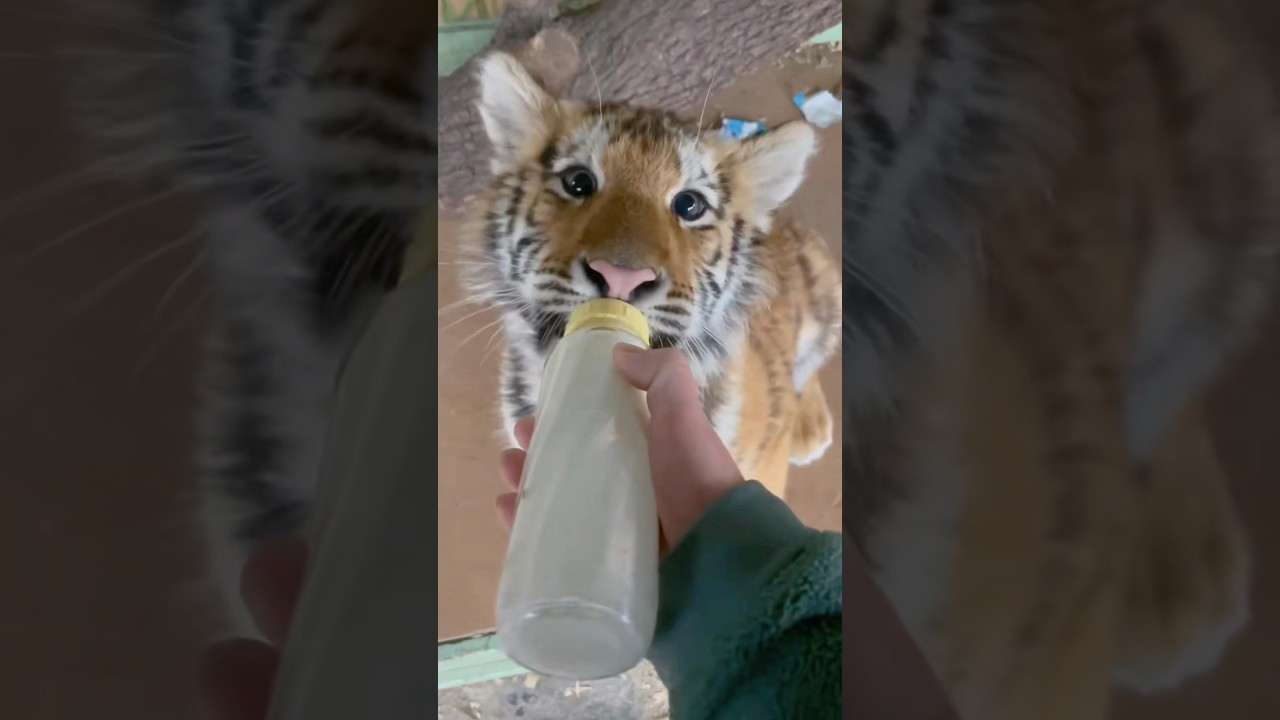 Amusing big cat cubs #funny