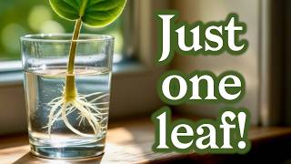 Top 7 common Houseplants you can grow from LEAF CUTTINGS | Easy propagation 🌱
