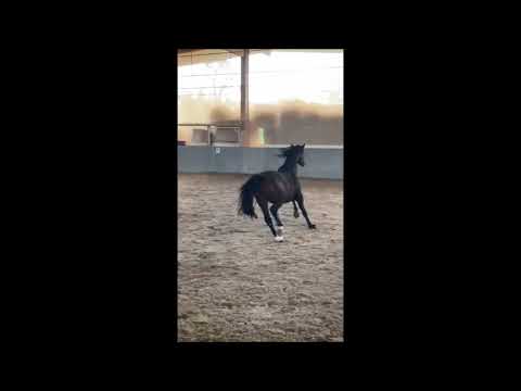 Hengst v. Roxett x Le Champion 2016