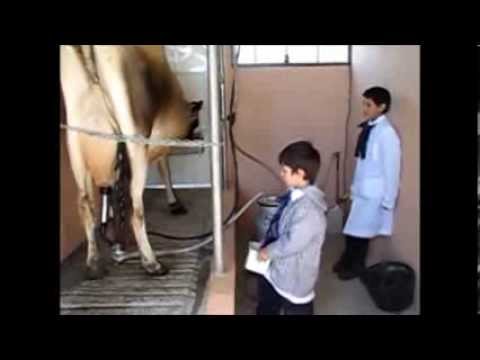 Ordeñe en la Escuela Nº 34 de Paso Roldán