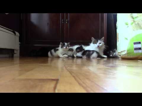 Kittens meet the vacuum