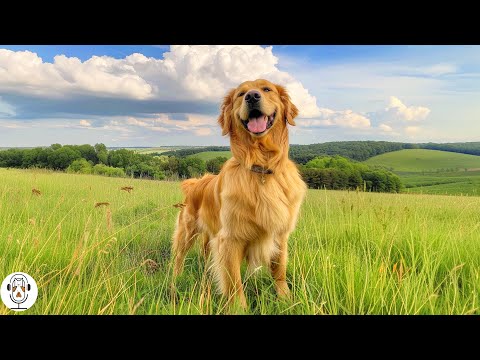 11 HORAS de música relajante para perros🎵🐶Alivio contra la ansiedad por separación💖🐶Música para d...