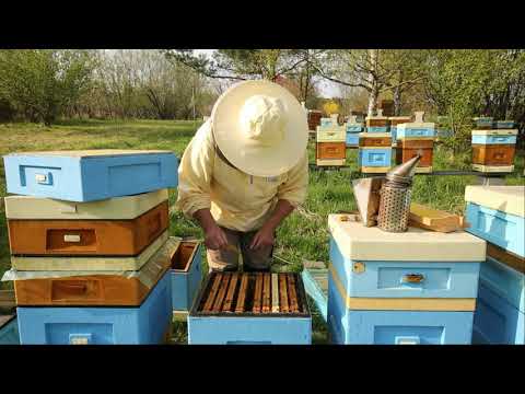 ABC of the apiary part 6 - how to set up honey rooms when we don't have dried bees, it's time to ...