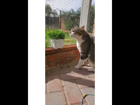 Crystal the Pet Nanny. LLC video.