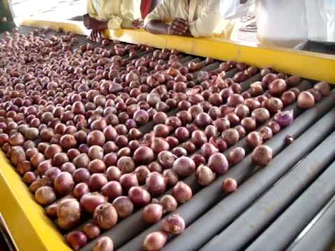 download lagu mp3 mp4 Onion Grader, download lagu Onion Grader gratis, unduh video klip Onion Grader