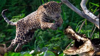 Crocodiles Wait For Jaguar Across The River