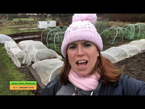 , title : 'Ginger Welsh Allotments #038 - Pruning the grapevine and sowing some seeds'