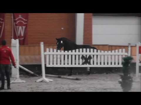 Nr.5 Stute v. Captain Fire - Cornet Obolensky *2014