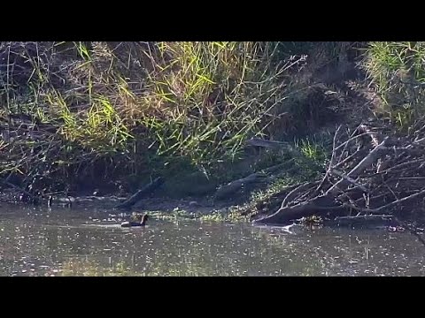 Djuma: Little Grebe and Water Monitor Lizard - 07:50 - 05/23/20