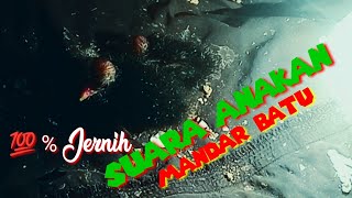Download lagu Suara Asli Anakan Mandar Batu mp3
