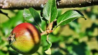 Tift Merritt   I Know Him Too