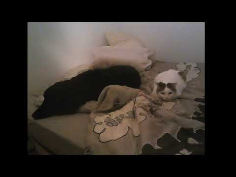 Confinement - Parodie de Sous le vent de Garou et Céline Dion