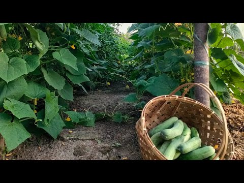 Garden Update (031722) Fertilizing & Harvesting Cucumbers