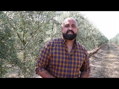 Fotograma del vídeo: Aceituna de mesa