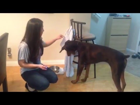 Teach a doberman how to wipe it's mouth