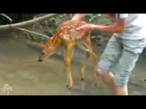 Kids Rescue Baby Deer Stuck In A Creek