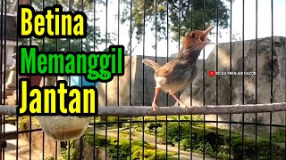Download lagu PRENJAK BETINA | PANCINGAN PRENJAK BETINA Gacor Istimewa Memanggil PRENJAK JANTAN Suara Jernih | mp3 Download lagu PRENJAK BETINA | PANCINGAN PRENJAK BETINA Gacor Istimewa Memanggil PRENJAK JANTAN Suara Jernih | mp3