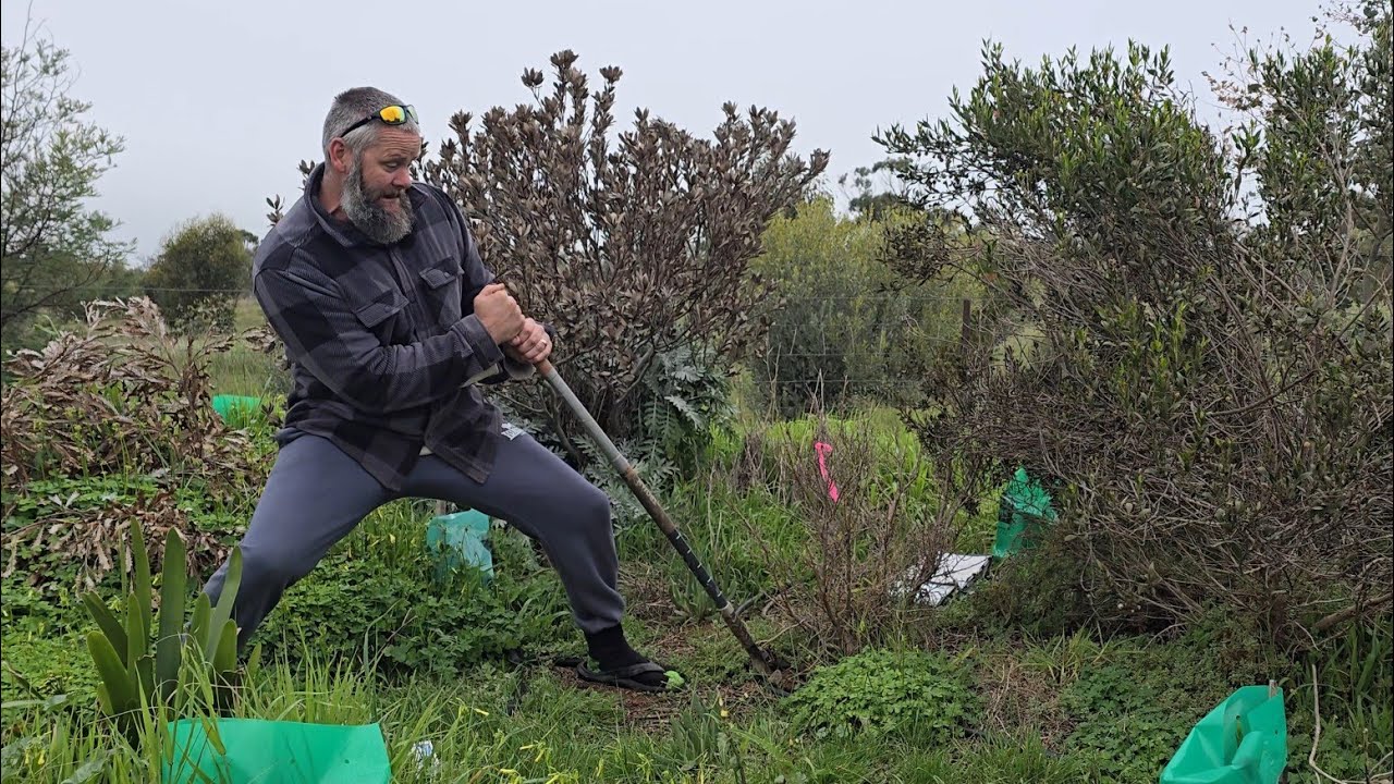 Collecting Garden Yamadori For Bonsai