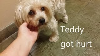 Teddy got hurt