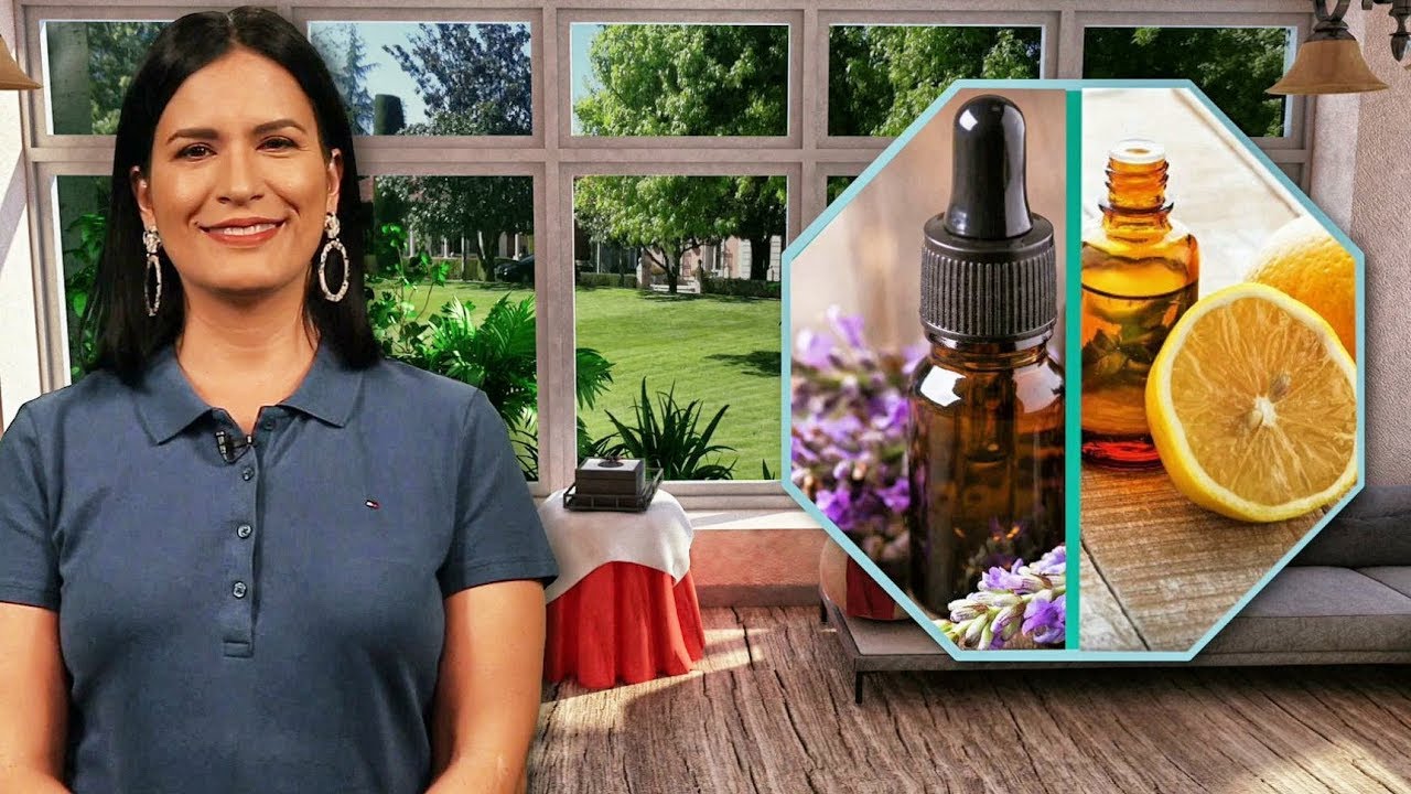 Aceite Esencial de Árbol de Te.Aprovecha sus Beneficios. Ellen Te Dice.