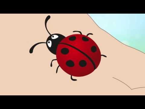 En nyckelpiga jag har i handen