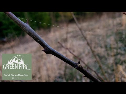 Treating Black Locust Suckers (and How to Prevent Them Altogether!)