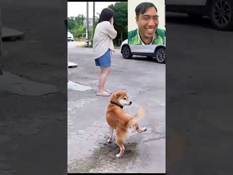 Cún Bị Đơ Luôn #dog #pets #nhungsuthatthuvi #dogs #doggielife