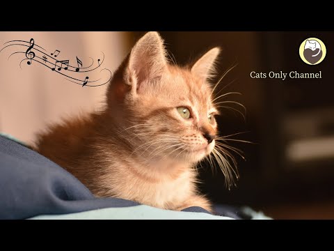 Harp Music & Water Sounds for Cats - Relaxing Music, Sleep Music, Stress Relief