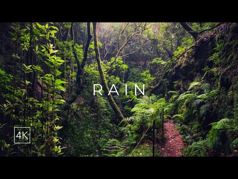 Relaxing Walk in the Rainforest 4K | Rain Sound and Jungle Atmosphere | Levada do Moinho, Madeira