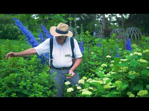 Mal’s Favorites:  Vanilla Strawberry – hydrangea paniculata & Lime Rickey – hydrangea arborescens