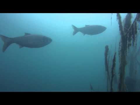 Tauchen Nordhausen 05.09.2015