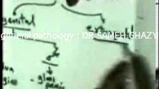 general pathology 22: actinomycosis mycetoma syphilis1  DR SAMEH GHAZY