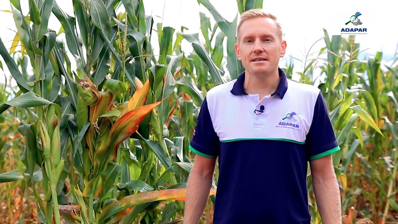 Cigarrinhas e os enfezamentos da cultura do milho 🌽