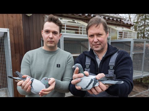 National WHZB/TBOTB/NPO winners 2022: 1st Ace Pigeon Marathon, Johan & Jelte Jan Hopman.