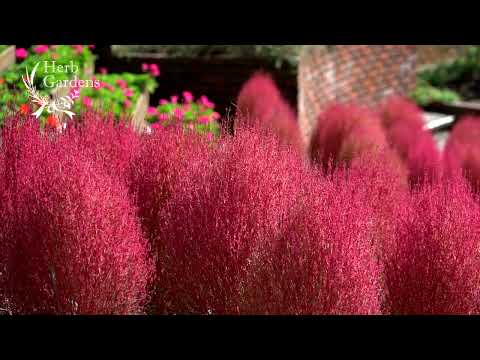 寒い季節に彩りを加えたいですか？これらの 15 個の冬の花は、あなたの庭に活気に満ちた雰囲気を加えます  庭園