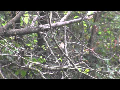 niltava pôvabná (Niltava macgrigoriae) — hlas a správanie v prírode