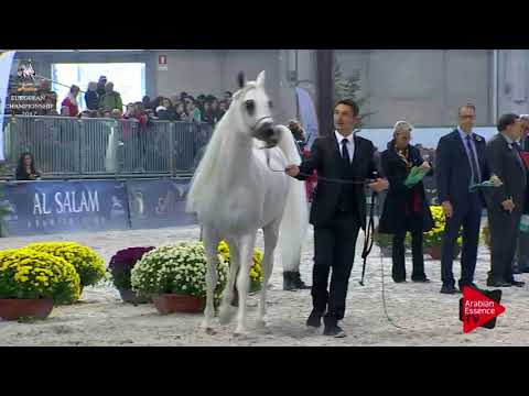 N.203 EXCALIBUR EA - Verona 2017 - 4-6 Years Old Stallions (Class 10)