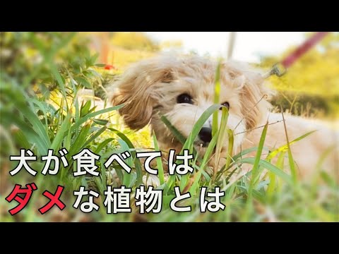 , title : '犬には危険‼︎毒性のある植物で中毒症状？！【犬の豆知識】サラダバー.マルプー'