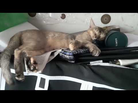 Aliza sleeping with Timex pillow 😴 👌 👍 ❤️ #cat#amazing cat