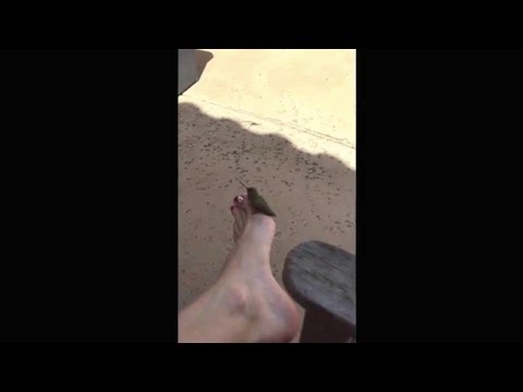 Female Rufous Hummingbird mistakes painted on flower on toe for real flower ☺️