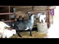 GOATS