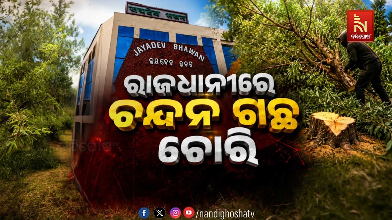 🔴Live | ରାଜଧାନୀରେ ଚ଼ନ୍ଦନଗଛ ଚୋରି
