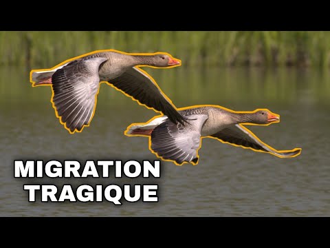 La face effroyable de la migration des oiseaux