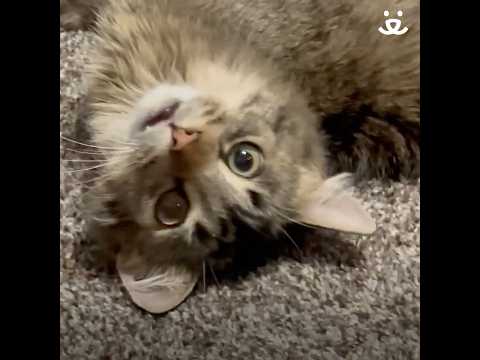 Cat who loses leg gains a lot of love