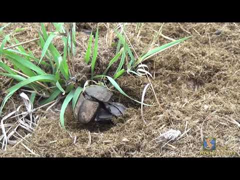 Happy dung beetles having some fun in a big pile of elephant poo!