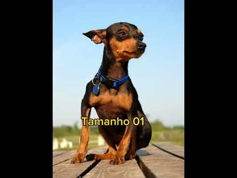 Qual o tamanho do pinscher 0,1,2 e 3