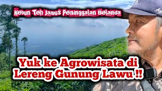 Download lagu Ngadem di Kebun Teh Jamus Ngawi‼️ Agrowisata Peninggalan Belanda di Lereng Gunung Lawu mp3 Download lagu Ngadem di Kebun Teh Jamus Ngawi‼️ Agrowisata Peninggalan Belanda di Lereng Gunung Lawu mp3