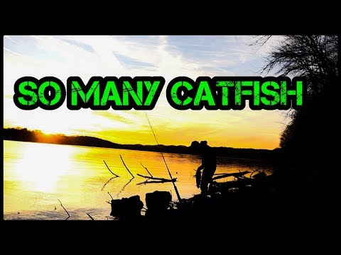 Tips to catch more catfish : Proof